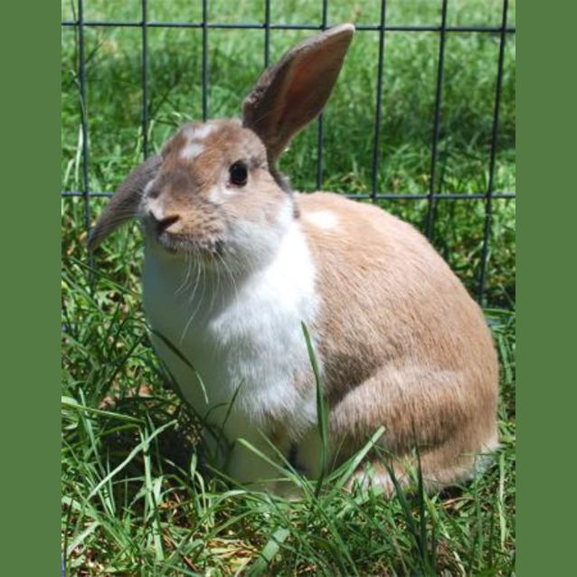 Photo of Wabbit  Desexed And Vaccinated