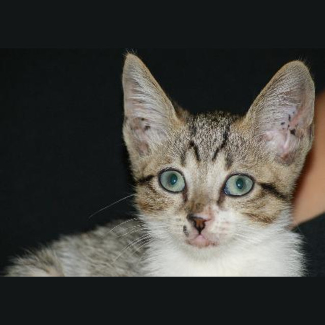 Photo of Hugo