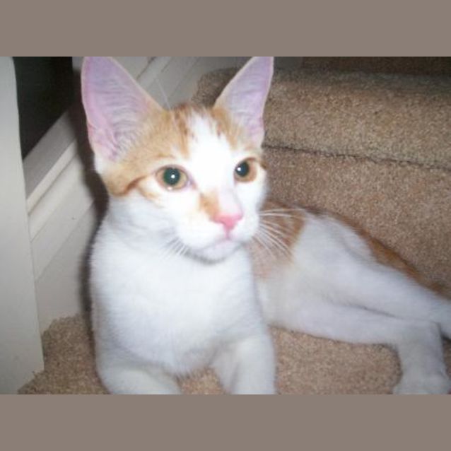 Photo of Brutis