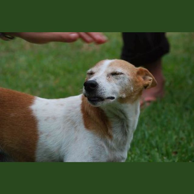 Photo of Spotty