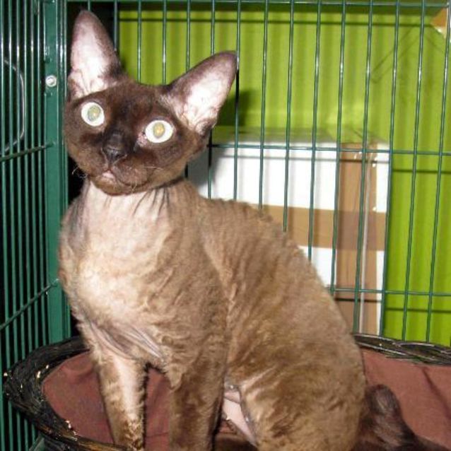Photo of Coco
