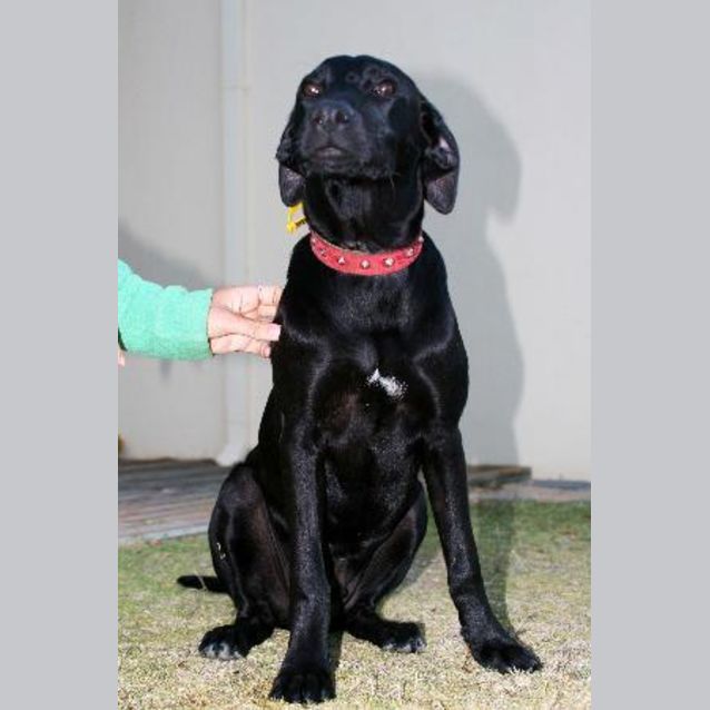 Photo of ***Urgent*** Banjo