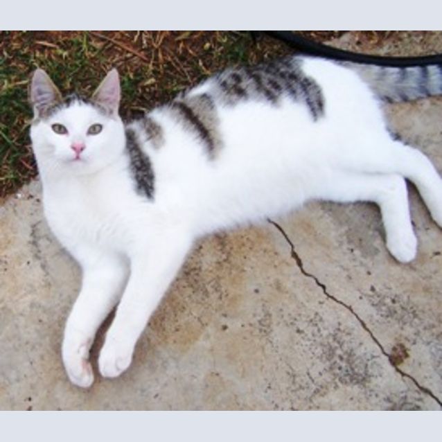 Photo of Oliver