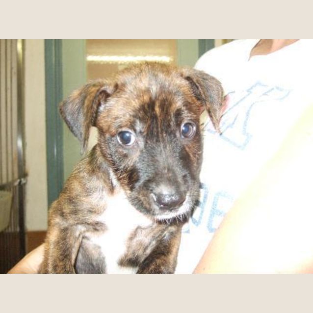 Photo of Buddy