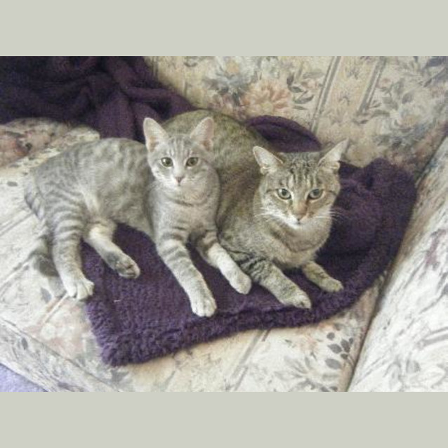 Photo of Mum Puss