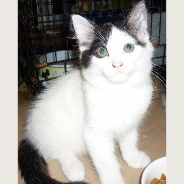 Photo of Zulu