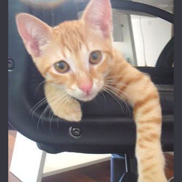Photo of Frisky