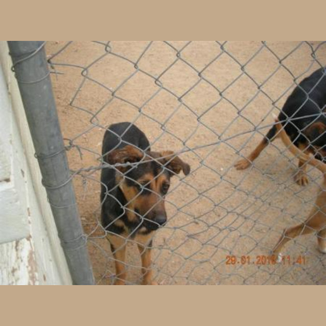 Photo of Miss Molly Moo