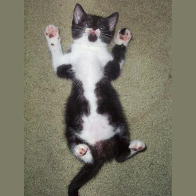 Photo of Pretzel