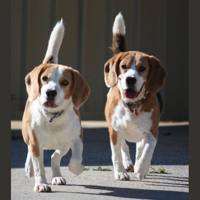 Photo of Bella & Beau