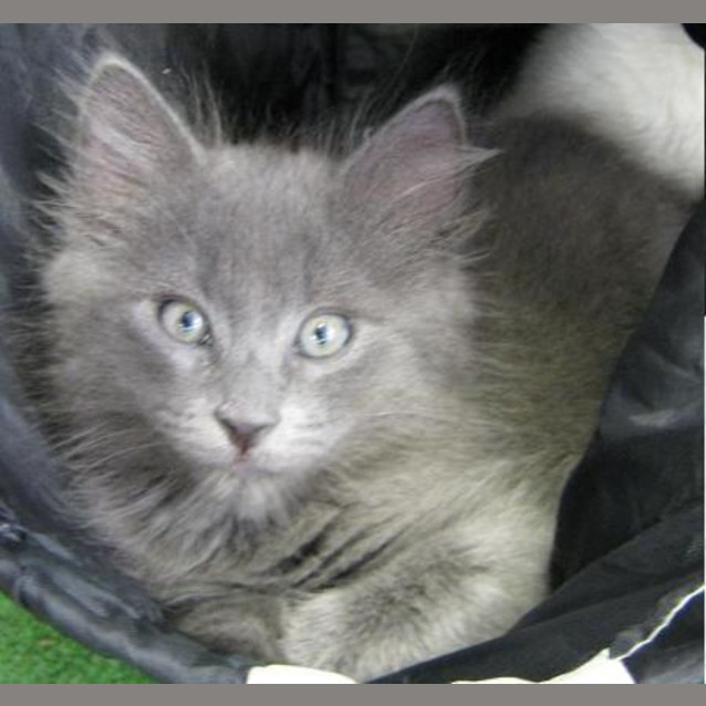 Photo of Mordecai