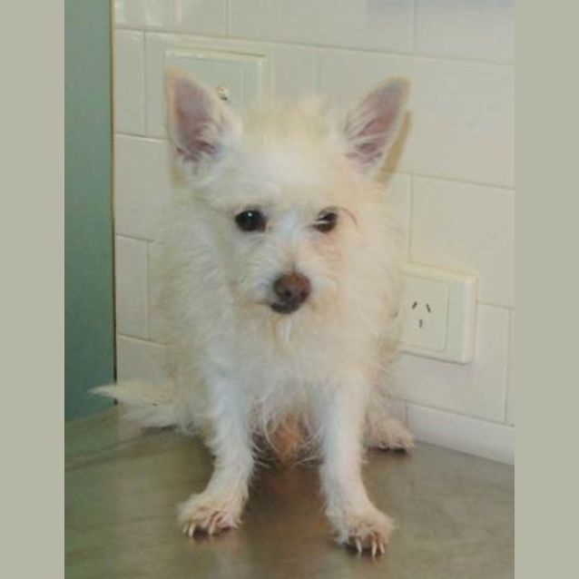 Photo of Spikee