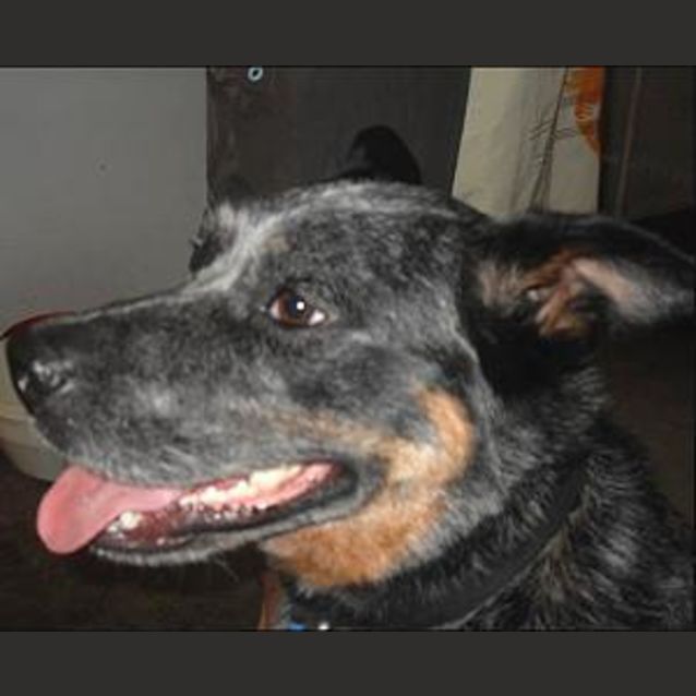 Photo of *Desperately Seeking A Foster Carer* Oscar