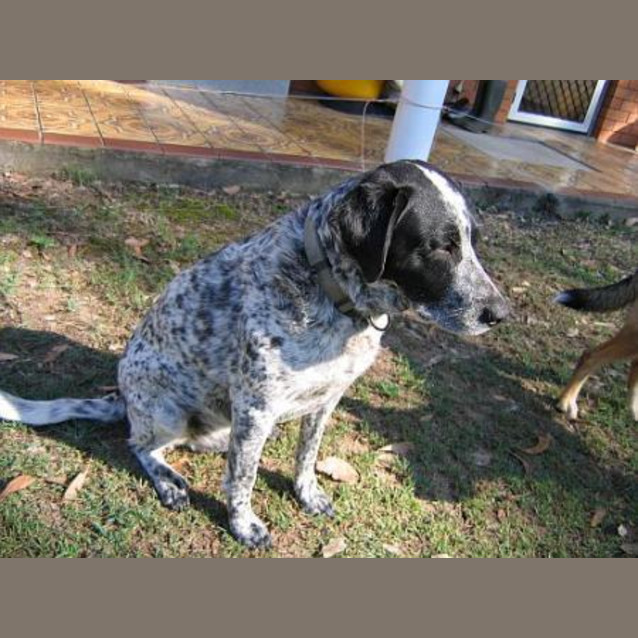 Photo of Baxter