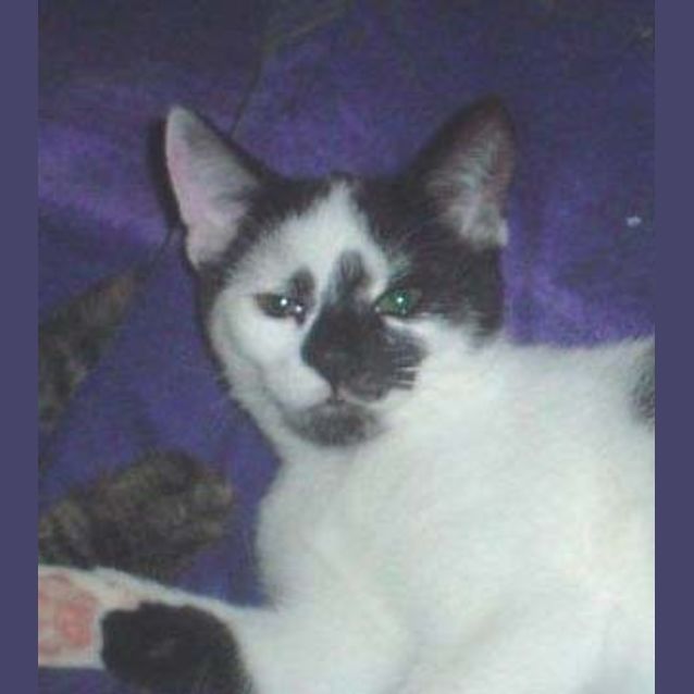 Photo of Patches