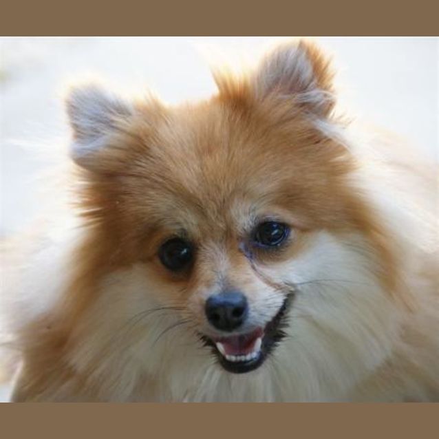 Photo of Cookie