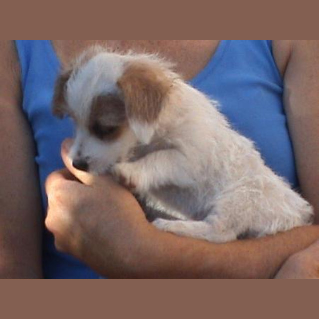 Photo of Genie Adoption Pending