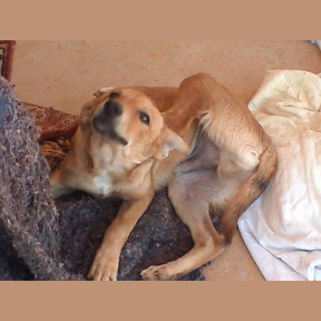 Photo of Toby Adoption Pending