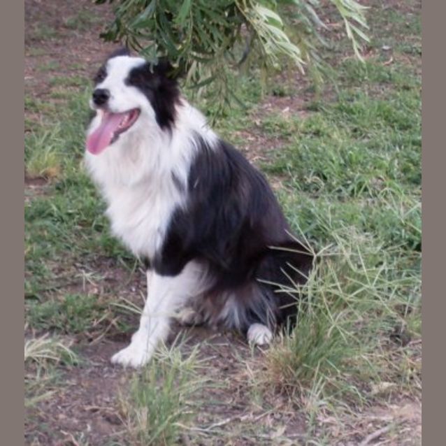 Photo of Bear (Bashful)