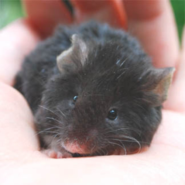 Photo of Miney