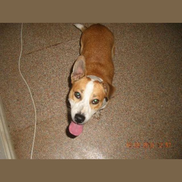 Photo of Bouncy Beau