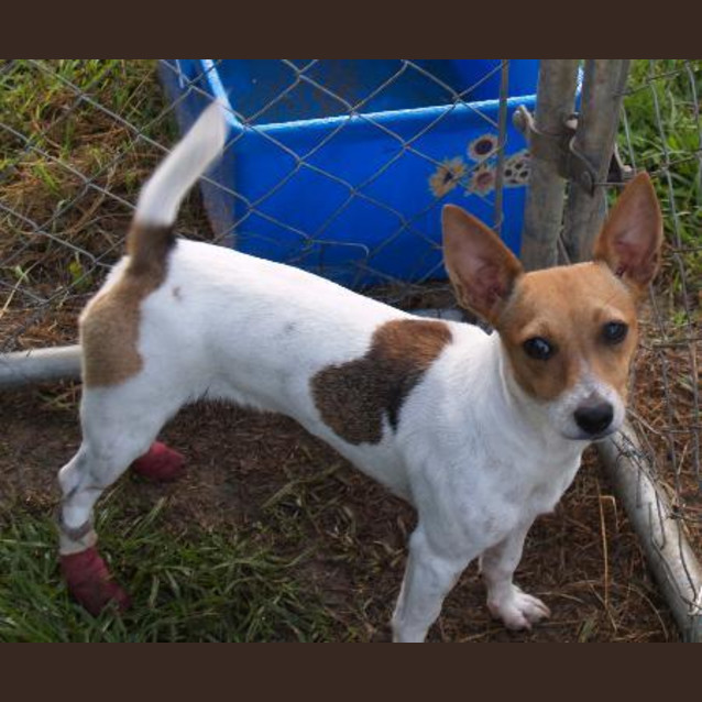 Photo of Carly   Adoption Pending