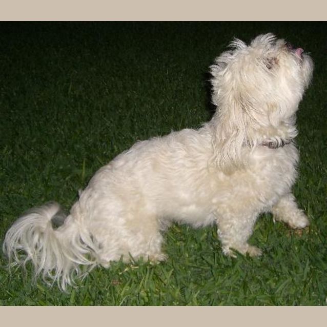 Photo of Herbie