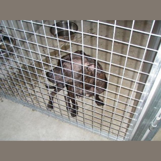 Photo of *Adoption Pending*Daisy On Death Row Urgent :(