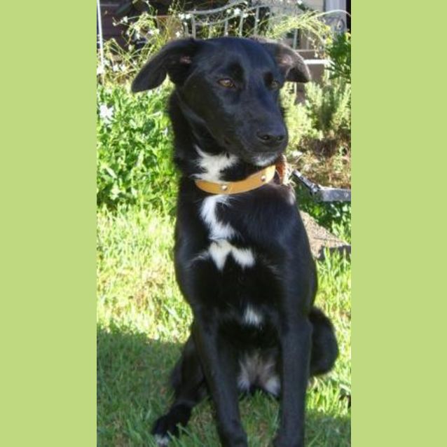 Photo of Gypsy