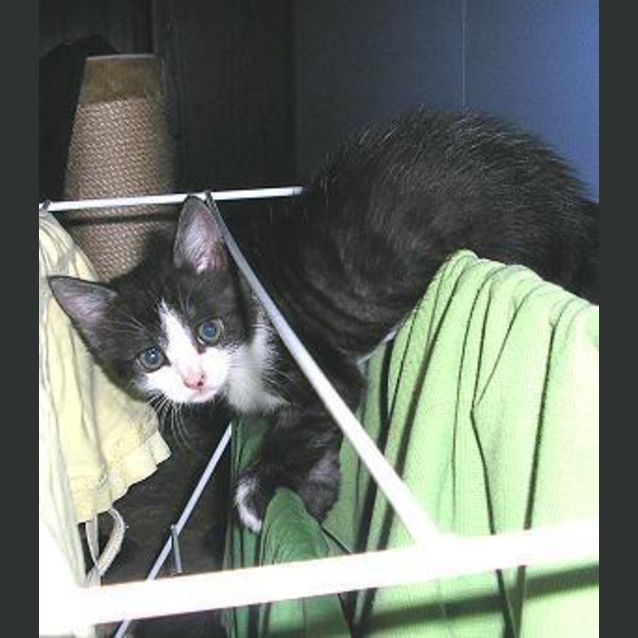Photo of Gizmo
