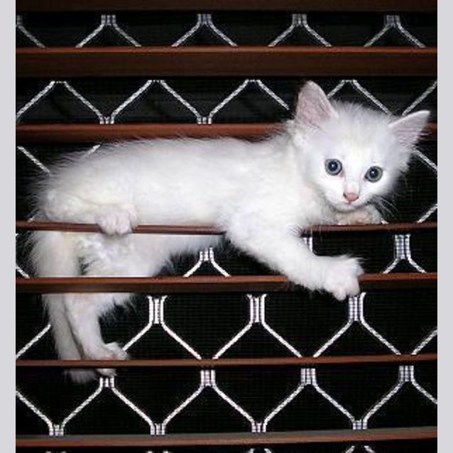 Photo of Boo