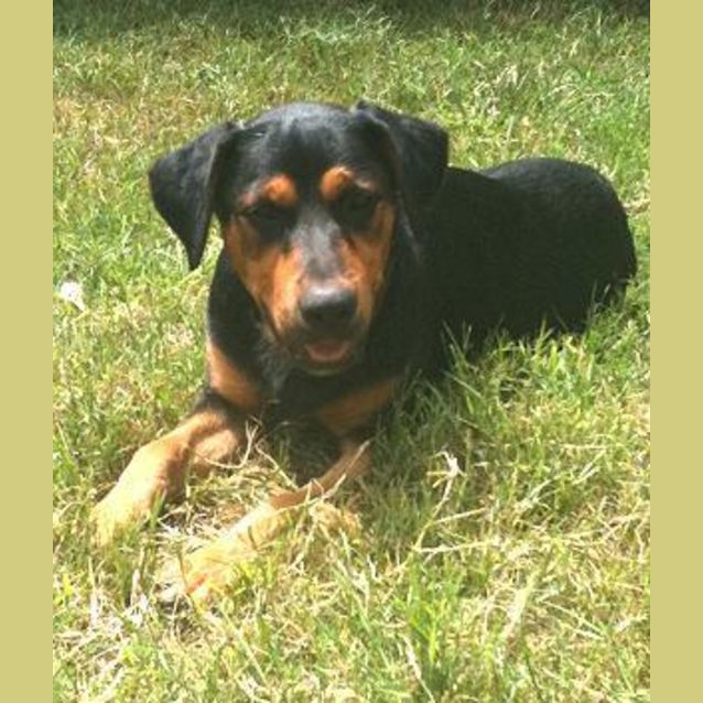 Photo of Rosie