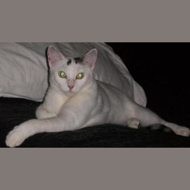 Photo of Van
