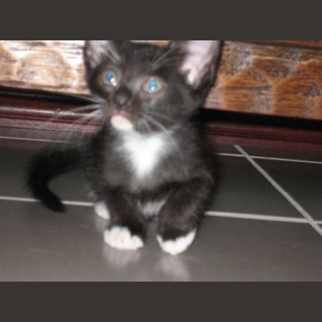 Photo of Tazzie