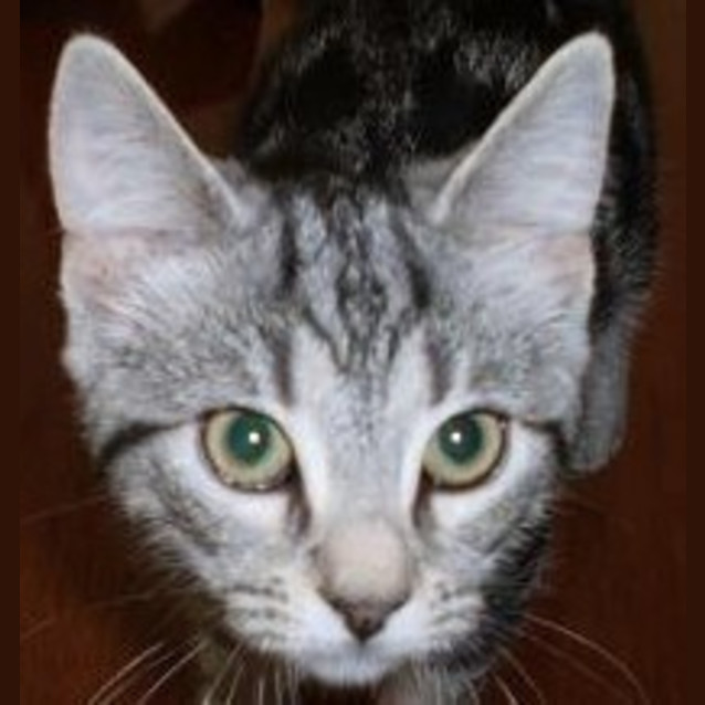 Photo of Holmes