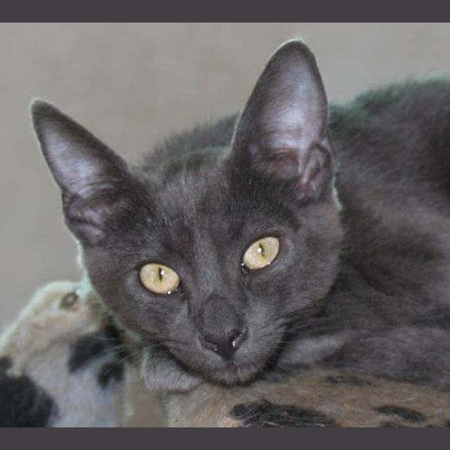 Photo of Peri