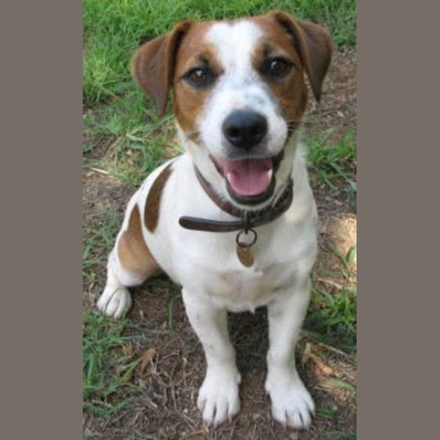 Photo of Toby   Adopted