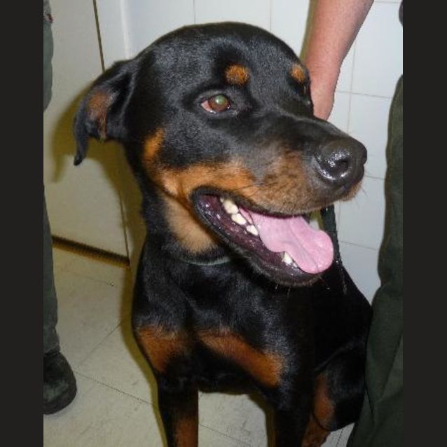 Photo of Toby
