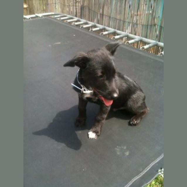 Photo of Sammy On Hold Will Be Going To His New Home 1.4.10