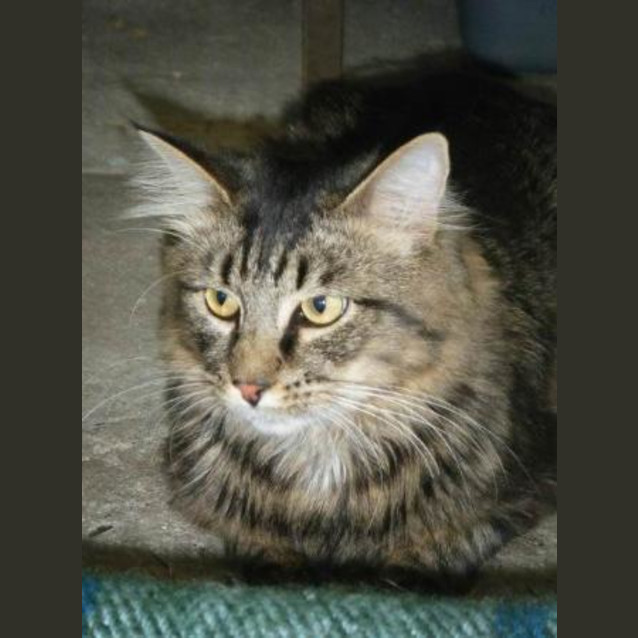 Photo of Whiskers