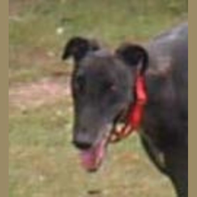 Photo of Prince  Adoption Pending