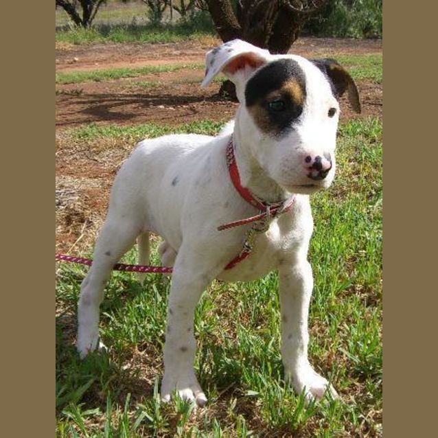 Photo of Harley