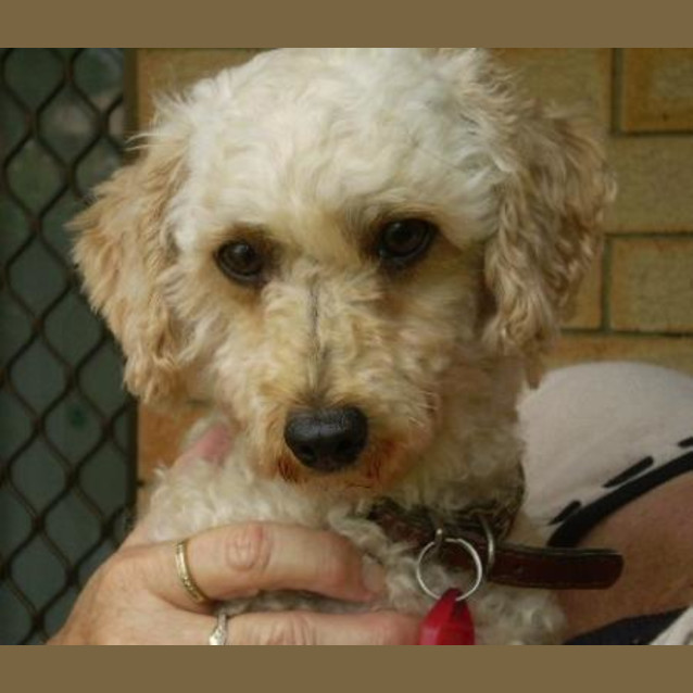 Photo of Daisy