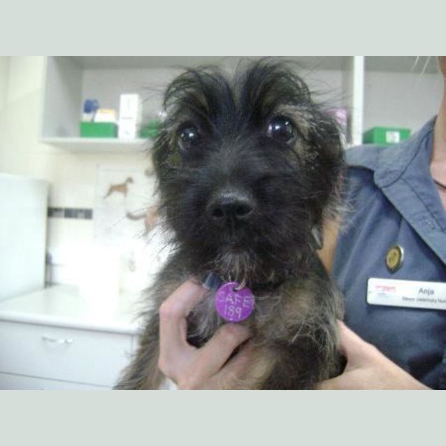Photo of Scruffy