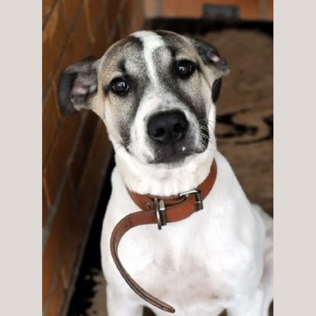 Photo of Steve (On Trial At A New Home)