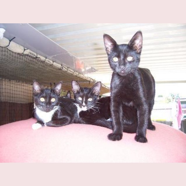 Photo of Rescue Kitten