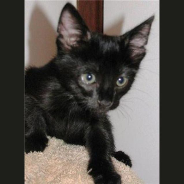 Photo of Yager *Adopted* (Tag C1405)