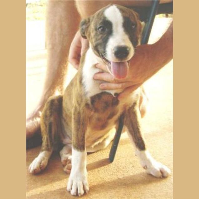 Photo of Kira   Adopted