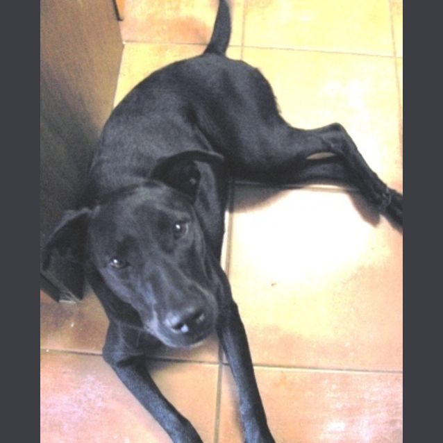 Photo of Pennie (Tag D1542)