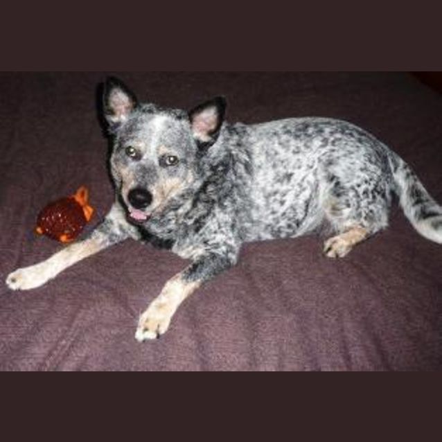 Photo of Khan   Adopted